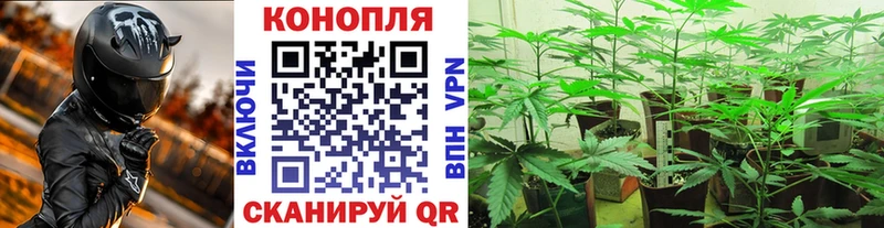 Конопля планчик  Белоярский 
